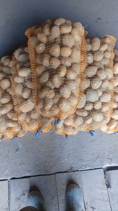 Sprzedam ziemniaki Soraya i Vineta