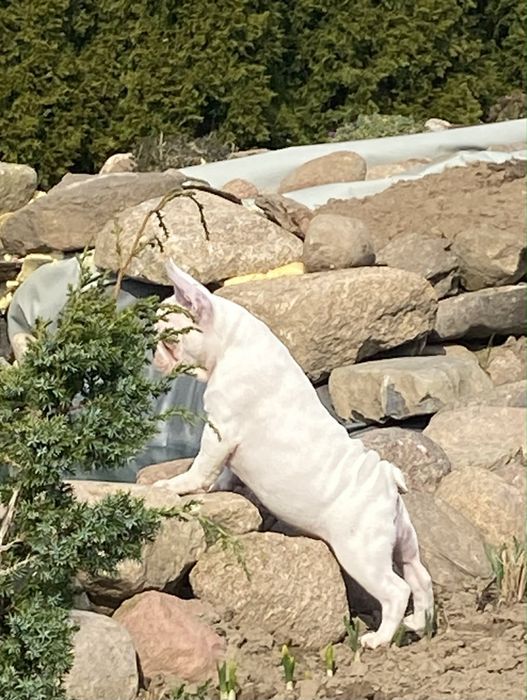 Buldog Francuski, suczka, biała