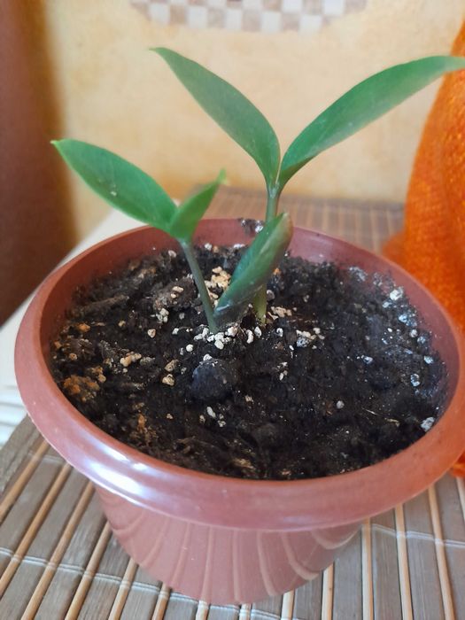 Заміокулькас доларове дерево