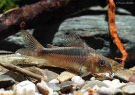 Kirysek rdzawy - Kirys czerwony - Corydoras rabauti - dowóz, wysyłka