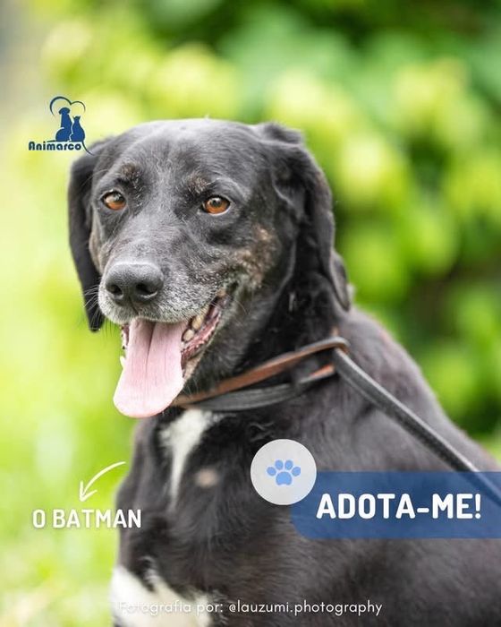 Batman - cao para adoção