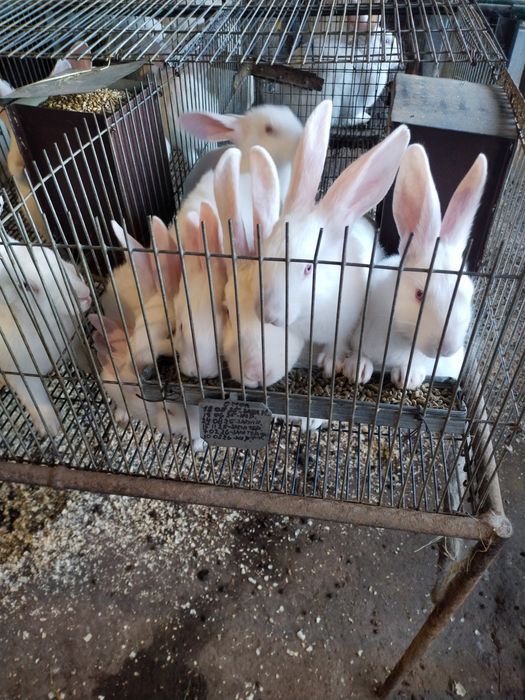 Продаю кролі на м'ясо