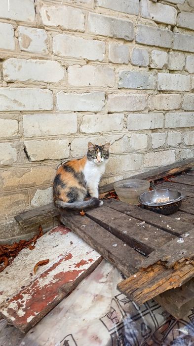 Пушистая трёхцветная котёнок девочка щет дом! котята в хорошие руки