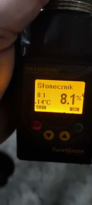 Słonecznik ekologiczny