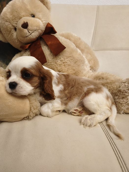 Кавалер Чарльз кинг спаниель ксу