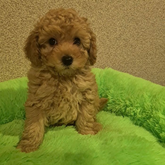 Малята той пуделя,мальтіпу