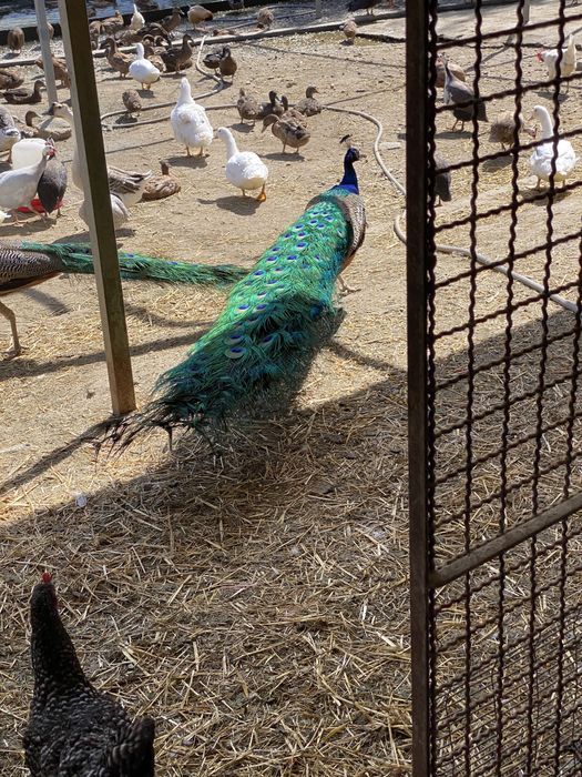 Pavões adultos e jovens