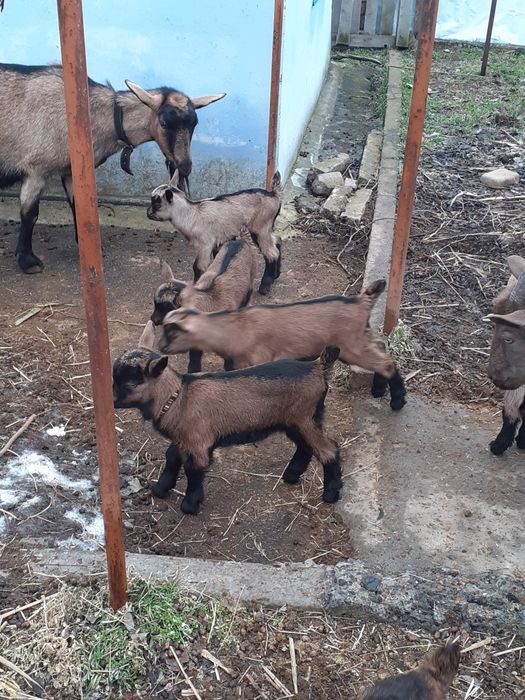 Продам козлят (альпо-чехи)
