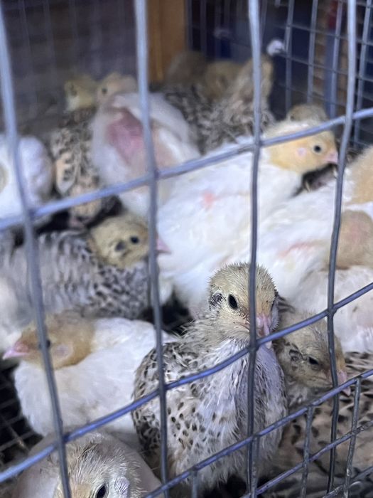 Перепілка, перепел, перепела, техас, фенікс, феникс, пеперелка