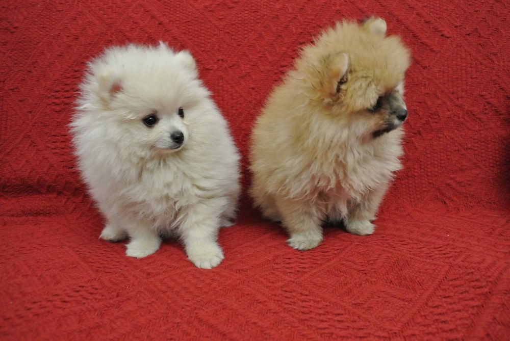 Pomeranian szpic miniaturowy
