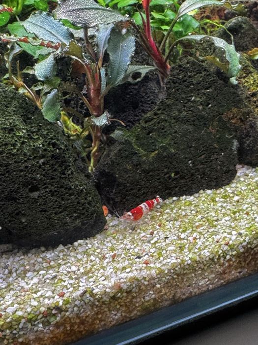 Camaroes caridina Crystal Red