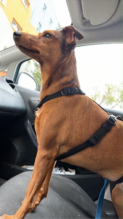 Oddam w dobre rece suczke