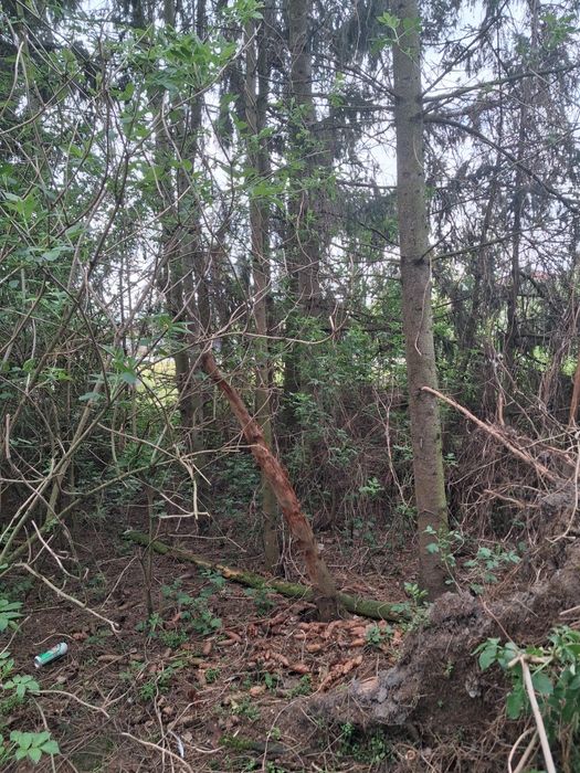 Oddam świerki w zamian za wycinke.