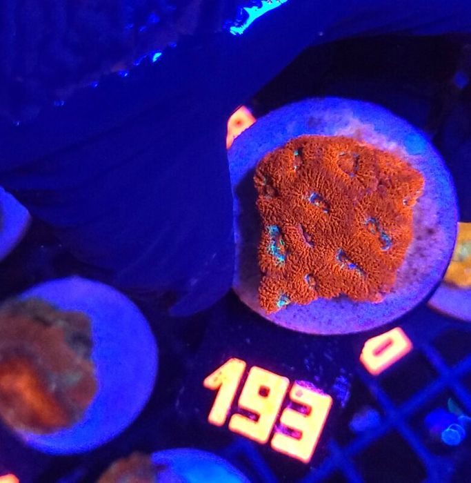 Acanthastrea Neon Red (193) [Koralowce LPS]