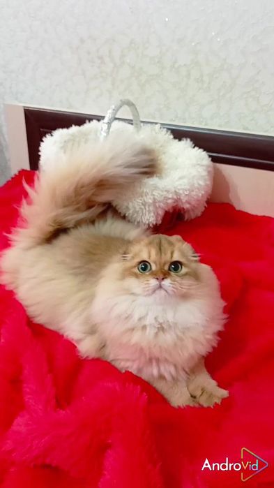 Дуже гарненький хлопчик золота шиншила шотландський висловухий Хайленд