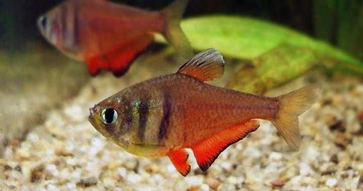 GB Tetra Czerwona, Bystrzyk Czerwony z Rio - dowóz ryb!