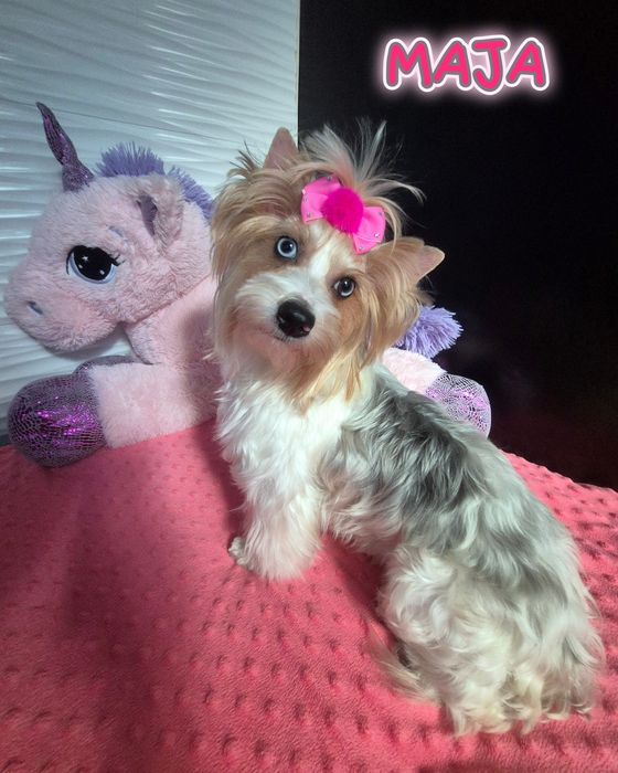 Yorkshire terrier Piesek blueberry