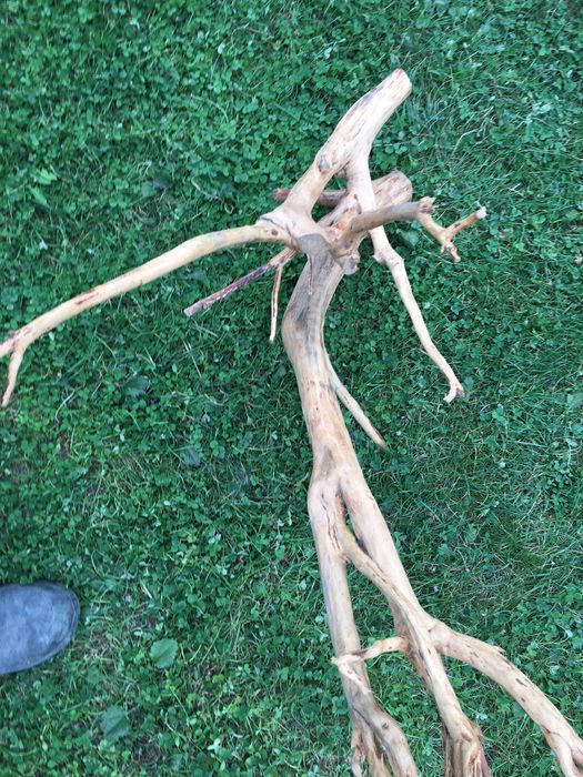 Коріння та гілки для декорування і виробів