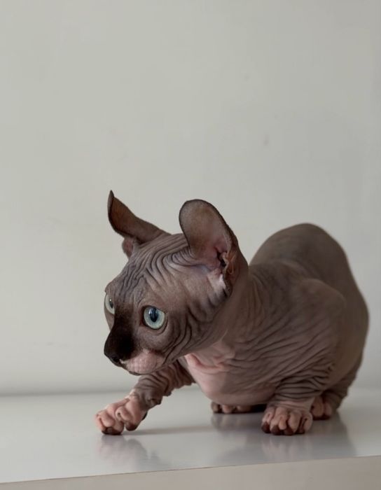 Хлопчик   Двельф