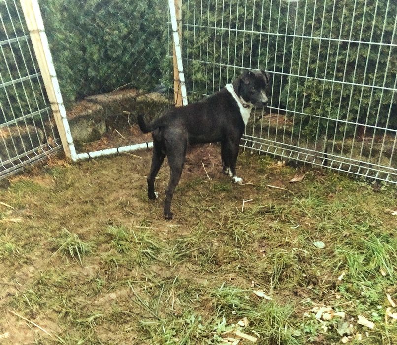 Oddam psa w typie staffik