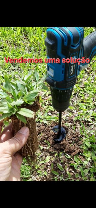 Graminha brasileira (VENDEMOS UMA SOLUÇÃO)