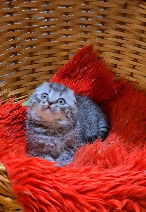 Идеальная девочка шоу класса