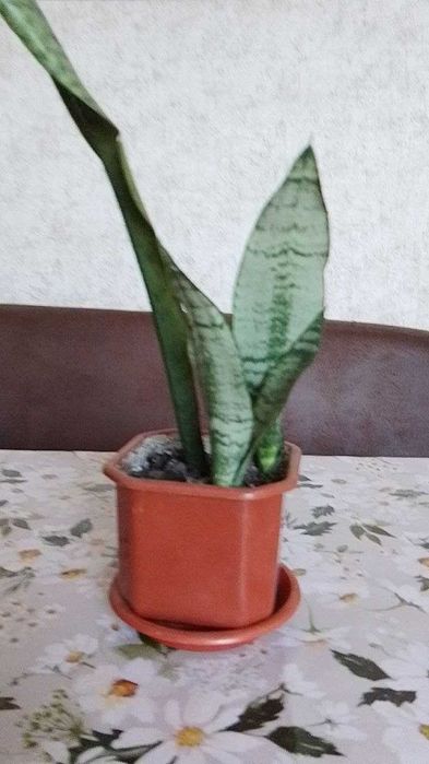 Продам сансевієрії