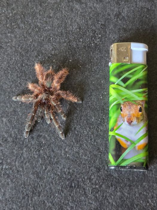 Samica  Psalmopoeus Victori L9