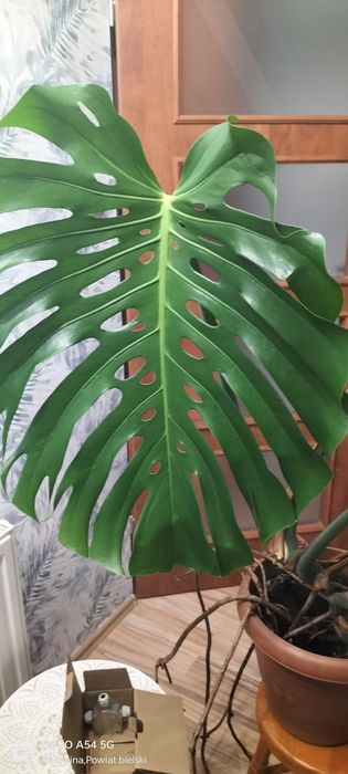 Sprzedam monstere dużą