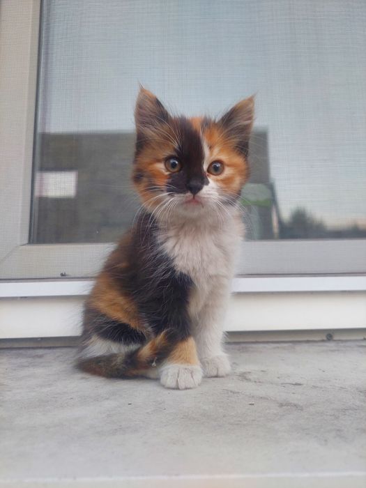 Коти кошенята можна забирати
