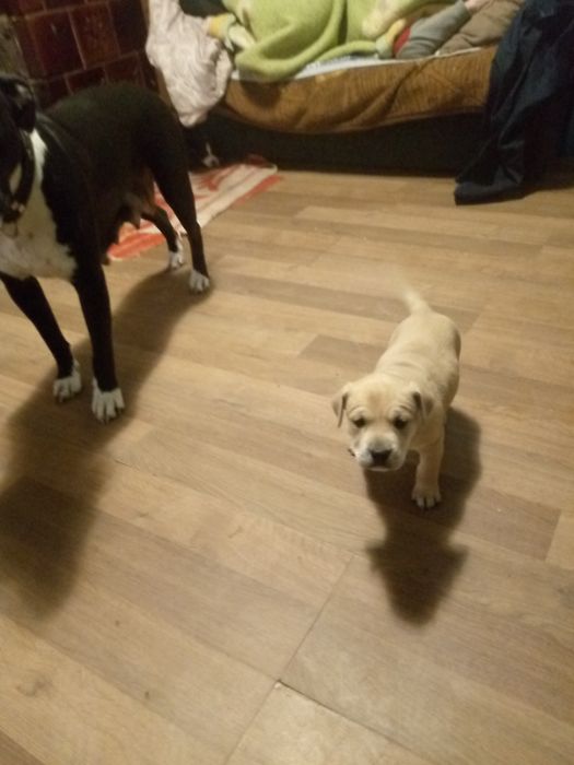 Продам щенят пітбуля