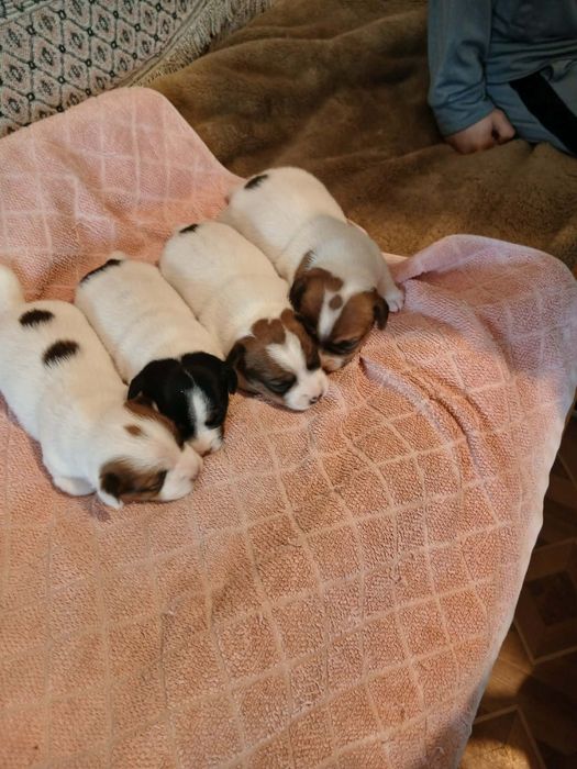 Jack Russell Terrier