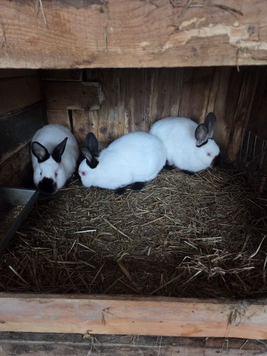 Króliki kalifornijskie młode samice i samce