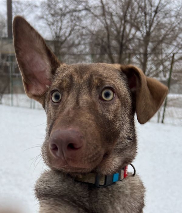 Отдам в хорошие руки