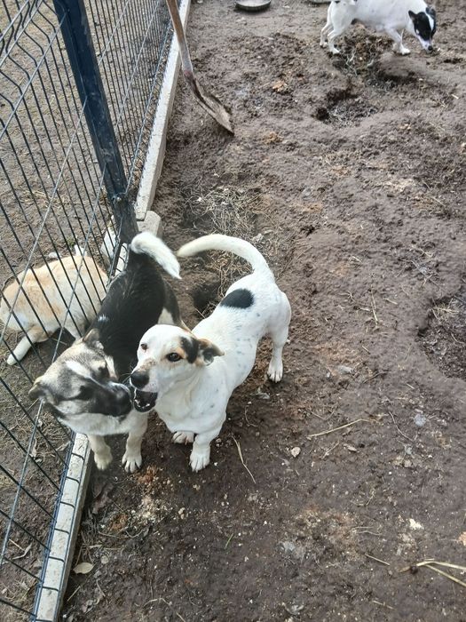 Oddam pieska i suczkę