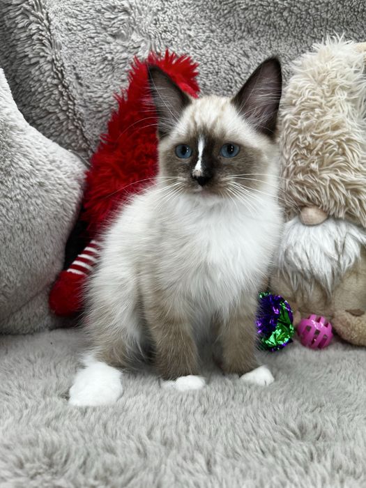 Kot Ragdoll Wyprawka Rodowód Badania Genetyczne