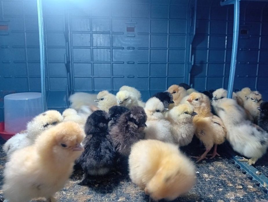 Pisklęta marans,araucana,silka,wayendotte...