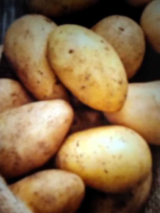 Ziemniaki do sadzenia- dobra odmiana Tajfun