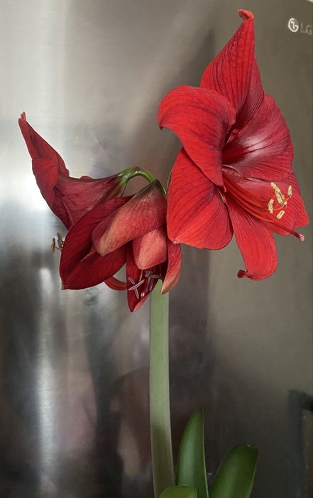 Аморалис, Гипераструм взрослые луковицы и детки