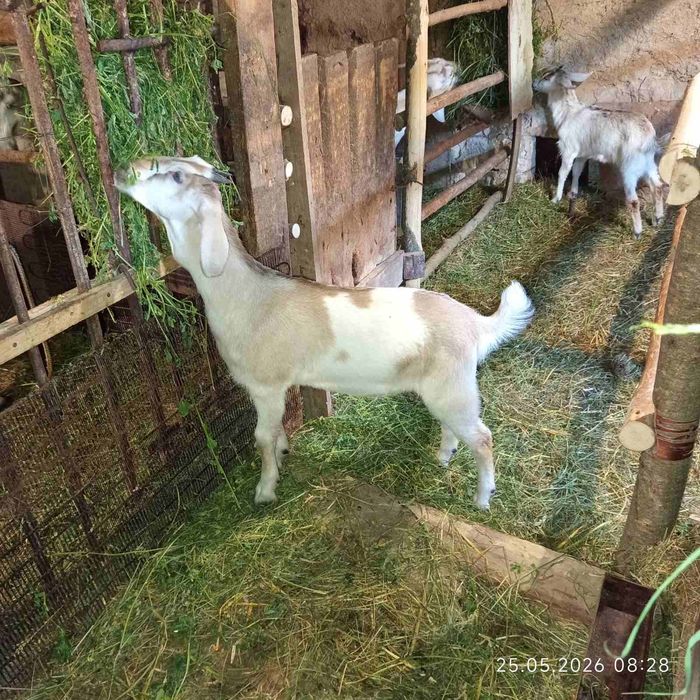 Продам козлят козенят козочкі