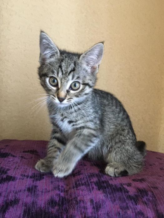 Віддам в добрі руки кошеня