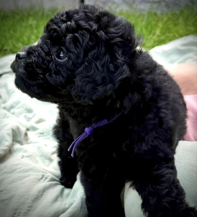 Suczka Cavapoo Oluremi