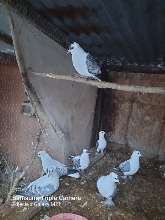 Gołębie  ozdobne pary