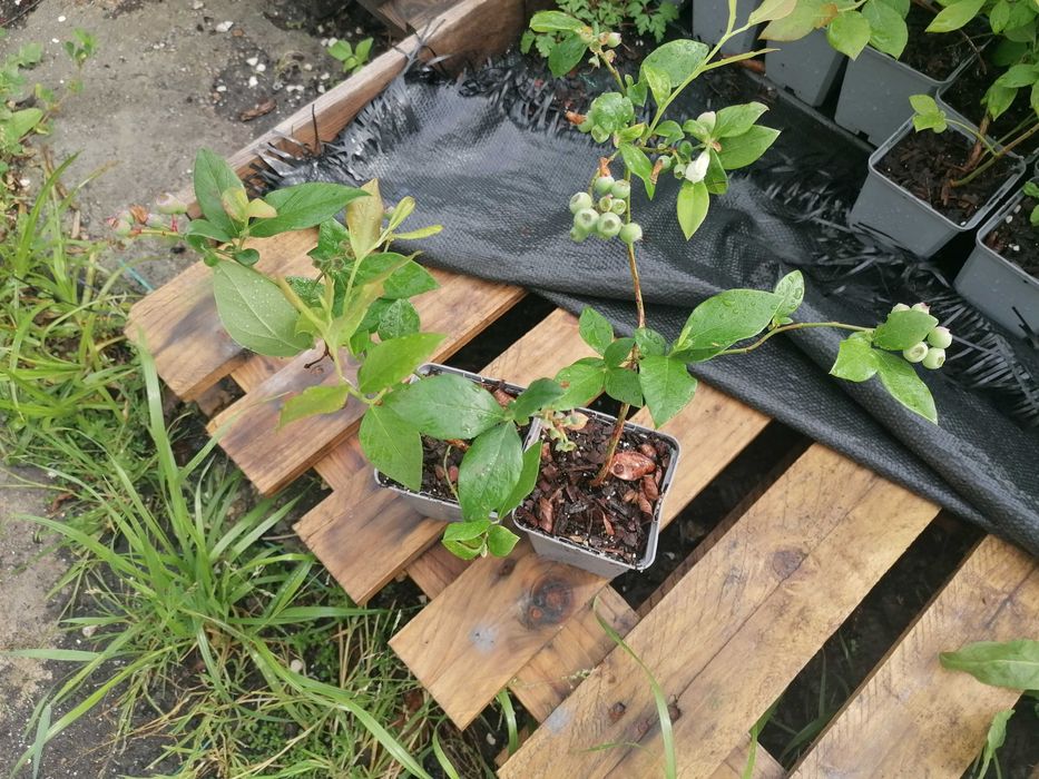 Vende-se Plantas de Mirtilos JÁ com Frutos!