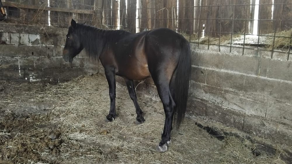 Cavalo para venda