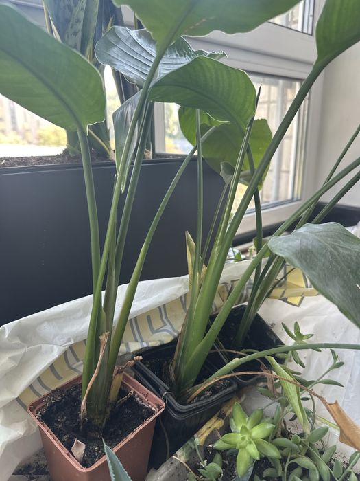 Стрелиция Николая