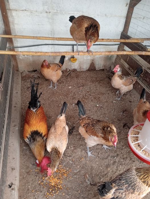 Ovos de andaluza surenha morucha