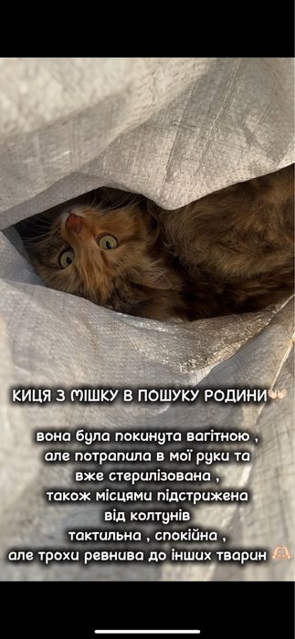 СТЕРИЛІЗОВАНА киця в добрі руки!