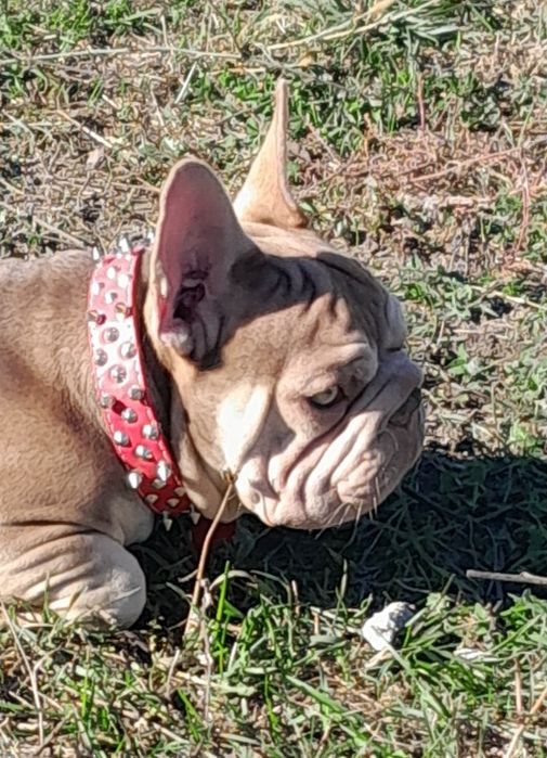 Биг роп ньюшейд роджо тан вельвет носій флаффі