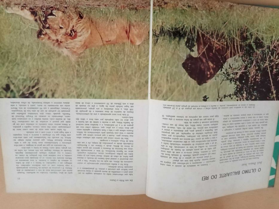 Maravlihas e Mistérios do Mundo Animal